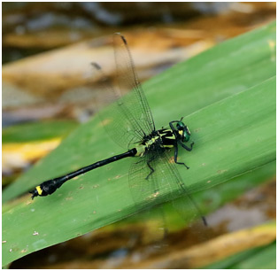 Asiagomphus acco mâle
