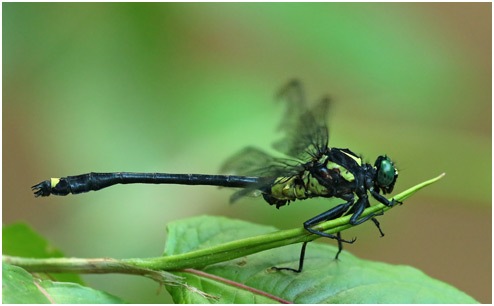 Asiagomphus acco mâle