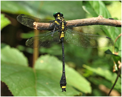 Asiagomphus acco mâle