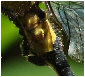 Asiagomphus acco mâle