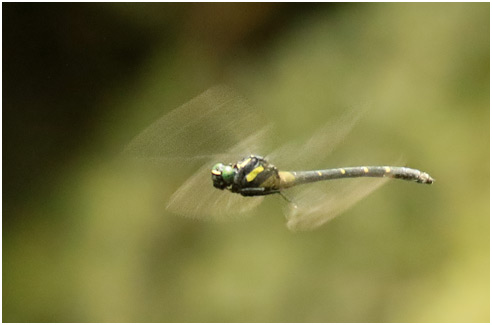 Asiagomphus acco femelle