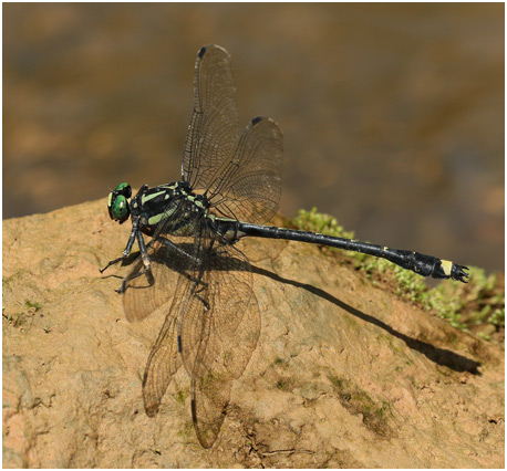 Asiagomphus pacificus