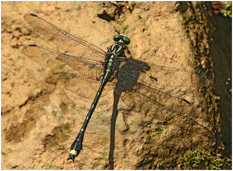 Asiagomphus pacificus