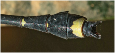 Asiagomphus pacificus