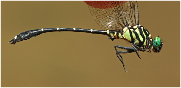 Burmagomphus magnus mâle