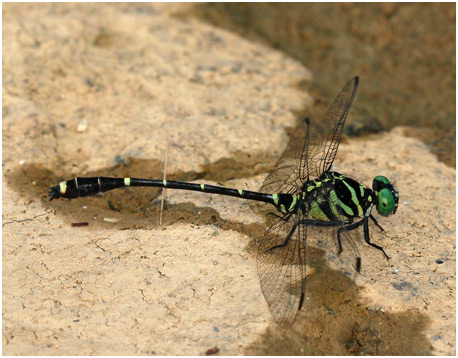 Burmagomphus vermicularis mâle