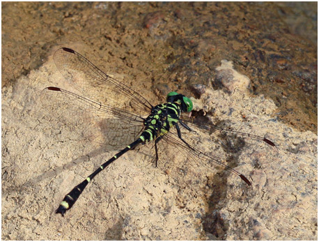 Burmagomphus vermicularis mâle
