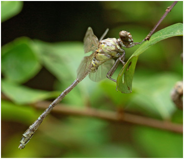 Burmagomphus vermicularis mâle