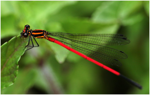 Calicnemia erythromelas