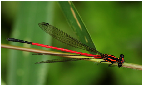 Calicnemia erythromelas