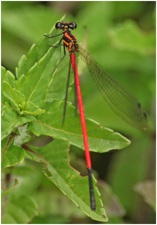 Calicnemia erythromelas