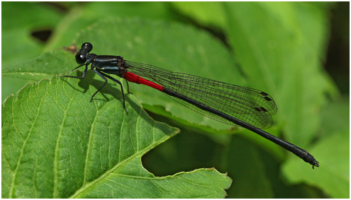 Calicnemia haksik