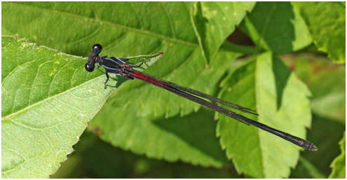 Calicnemia haksik