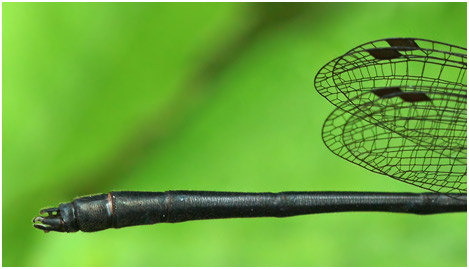 Calicnemia haksik
