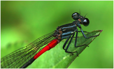 Calicnemia haksik
