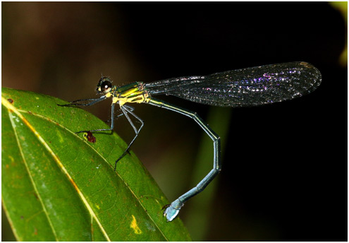 Caliphaea confusa femelle