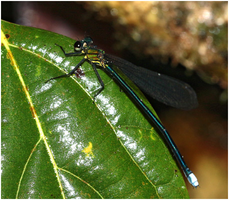 Caliphaea confusa femelle