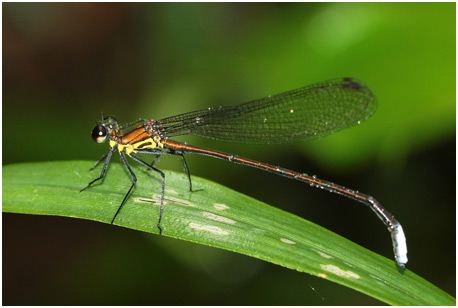 Caliphaea confusa mâle