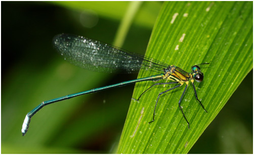 Caliphaea confusa mâle