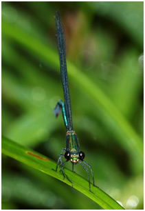 Caliphaea confusa mâle