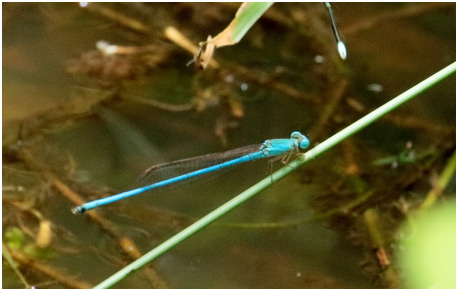 Ceriagrion azureum