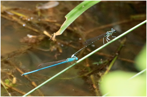 Ceriagrion azureum