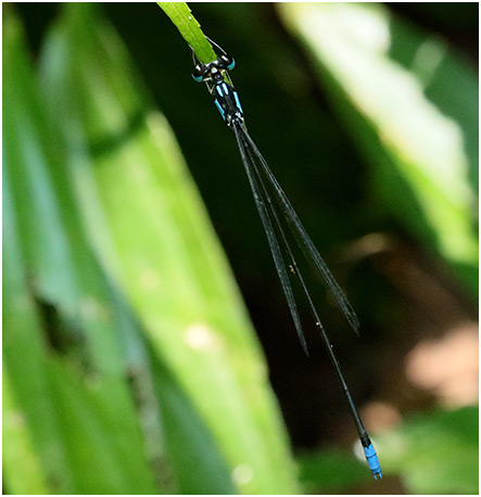 Coeliccia cyanomelas mâle
