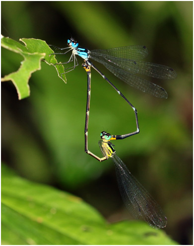 Coeliccia pyriformis accouplement