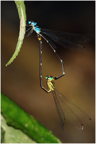 Coeliccia pyriformis accouplement