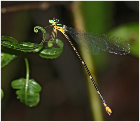Coeliccia pyriformis femelle