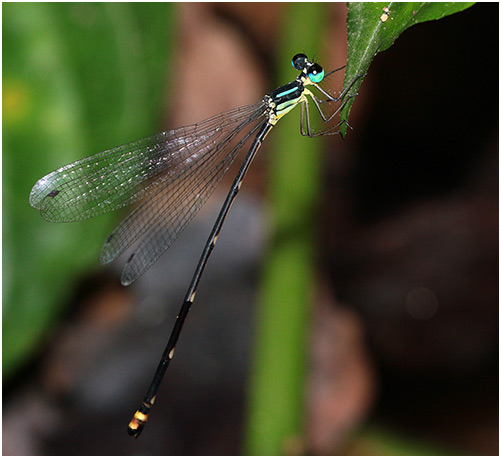 Coeliccia pyriformis femelle