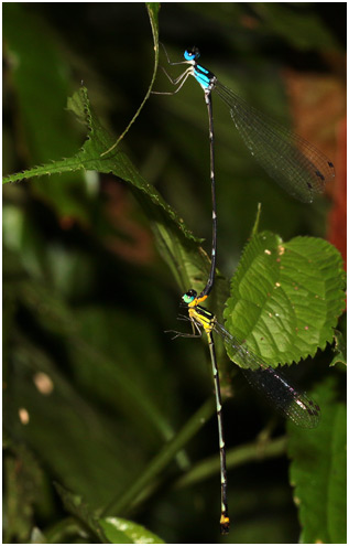 Coeliccia pyriformis tandem