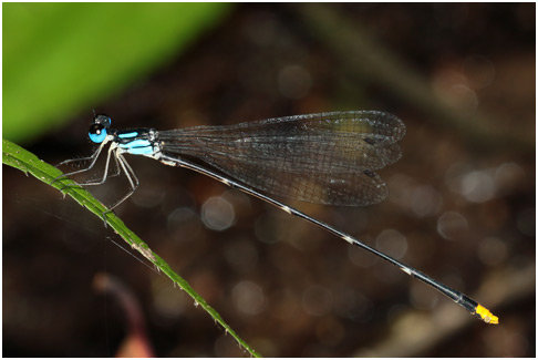 Coeliccia pyriformis mâle