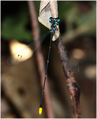 Coeliccia pyriformis mâle