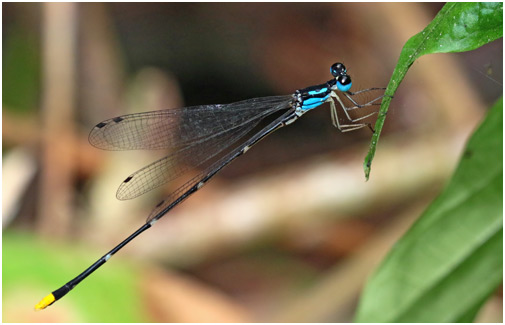 Coeliccia pyriformis mâle