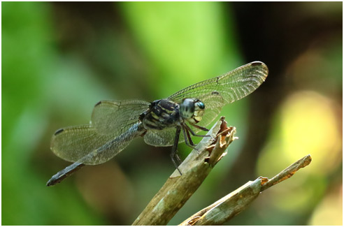 Cratilla lineata mâle