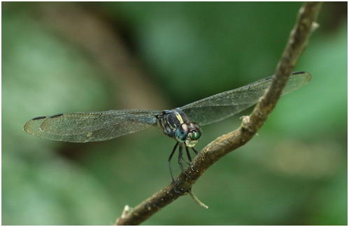 Cratilla lineata mâle