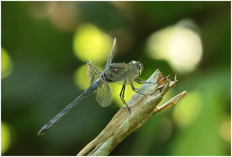 Cratilla lineata mâle