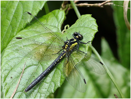 Davidius fruhstorferi femelle