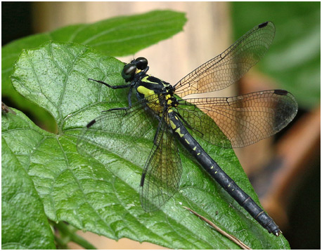 Davidius fruhstorferi femelle