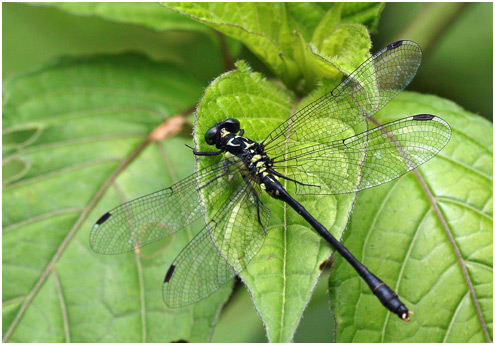 Davidius fruhstorferi mâle