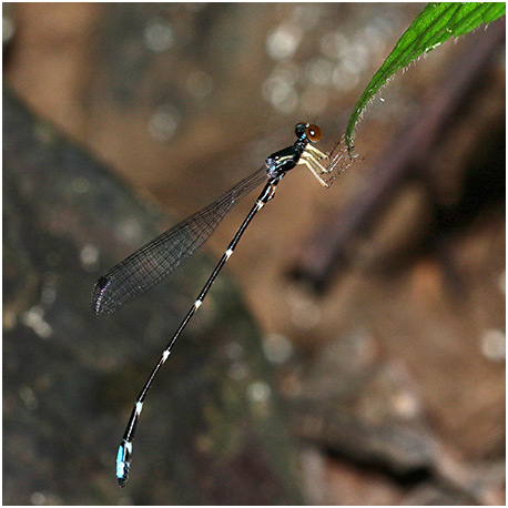 Drepanosticta emtrai