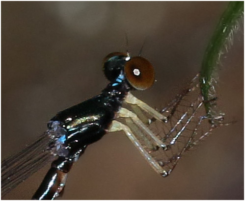 Drepanosticta emtrai