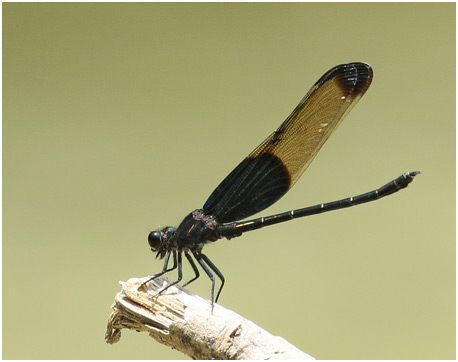 Dysphaea basitincta mâle