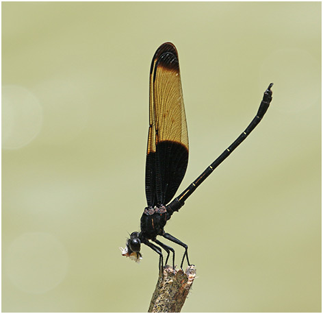 Dysphaea basitincta mâle