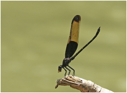 Dysphaea basitincta mâle