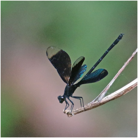 Euphaea guerini mâle