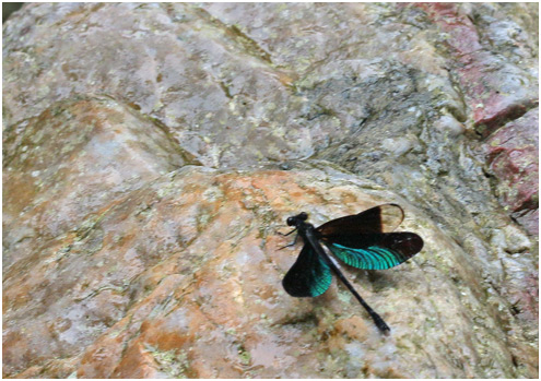 Euphaea guerini mâle