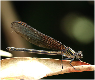 Euphaea masoni femelle