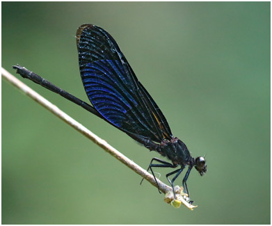 Euphaea masoni mâle